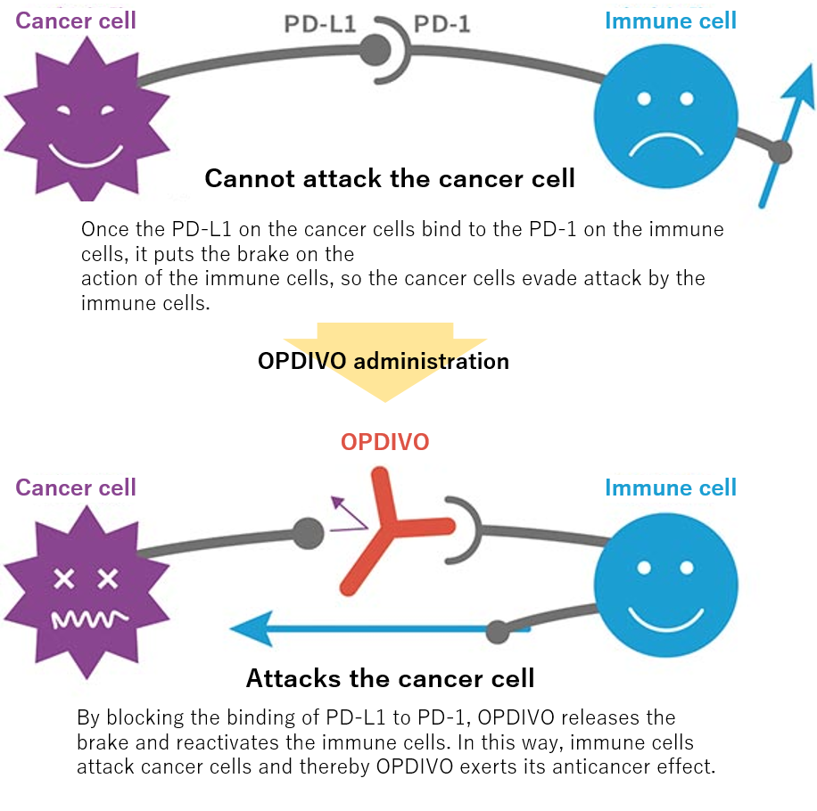 Mechanism of action of OPDIVO