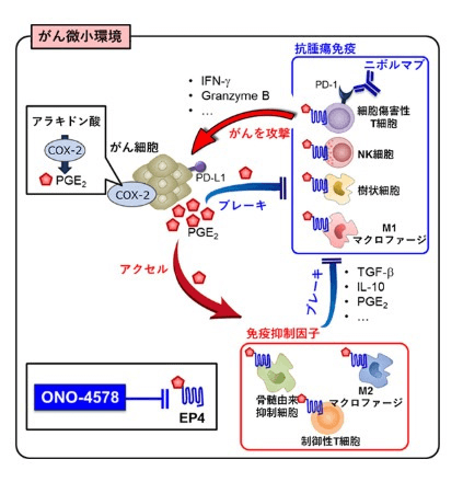 ONO-4578：EP4拮抗剤