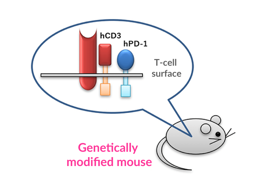 ONO-4685/PD-1×CD3 bispecific antibody