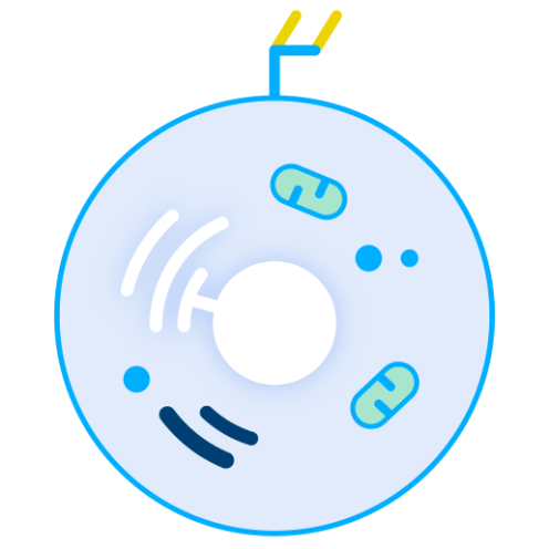iPS細胞由来CAR-T細胞療法